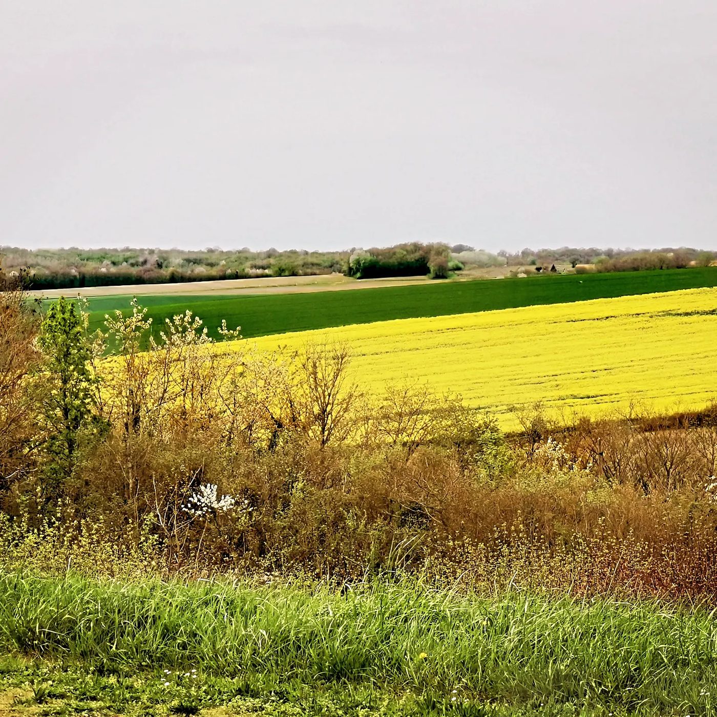 Champs de colza et bosquets aux abords de Montmirail au printemps