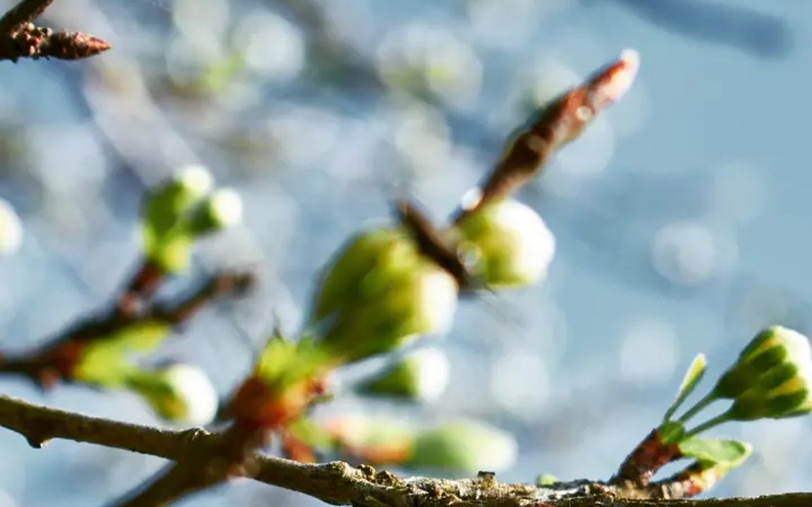 Branches de prunier en fleurs sur un ciel bleu au printemps